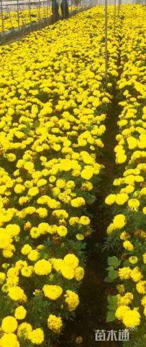 高度25厘米万寿菊