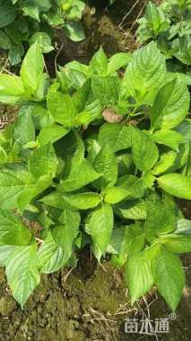 高度50厘米八仙花