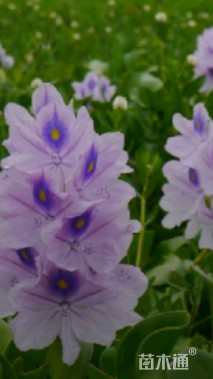 高度10厘米水葫芦