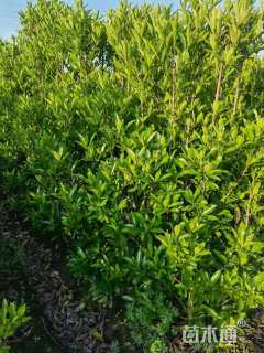 高度140厘米法国冬青
