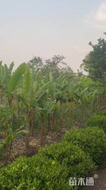 高度100厘米芭蕉
