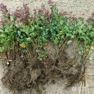 高度35厘米红叶小檗