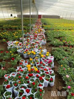 高度40厘米波斯毛茛