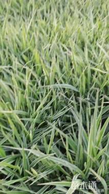 高度35厘米玉带草