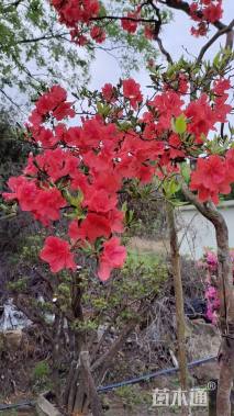 高度2600厘米映山红