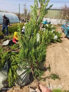 高度30厘米龙柏