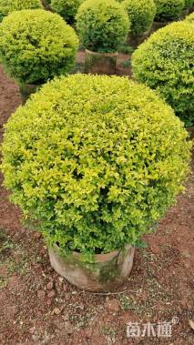 冠幅80厘米亮晶女贞球