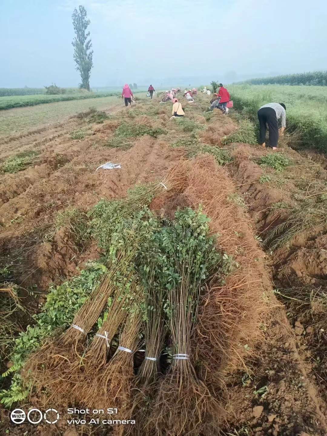 高度80厘米紫穗槐