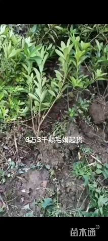 高度30厘米毛鹃
