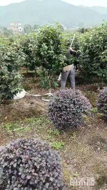 高度110厘米美人茶