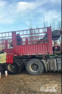 高度30厘米芦苇小苗