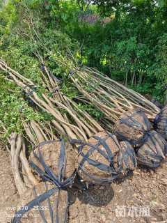 高度200厘米丛生紫薇