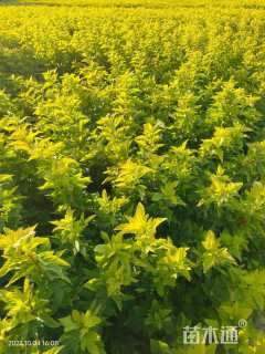 高度120厘米金叶风箱果