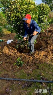 冠幅120厘米红叶石楠球