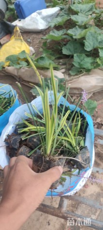 高度20厘米金边麦冬