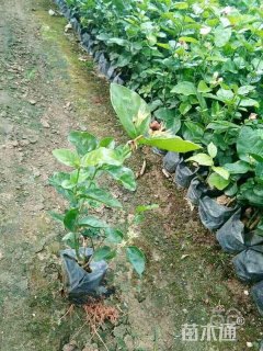 高度30厘米虎头茉莉