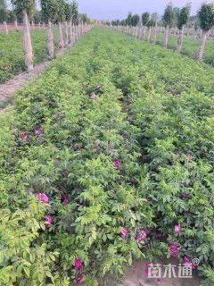 高度30厘米四季玫瑰