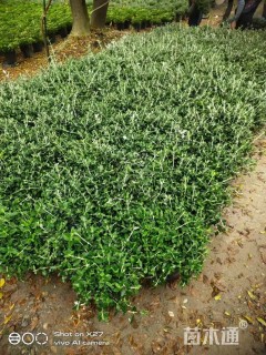 高度20厘米水果兰球