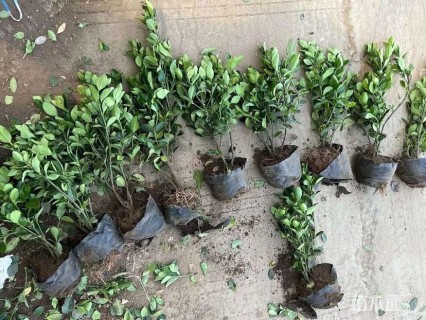 高度80厘米大叶黄杨