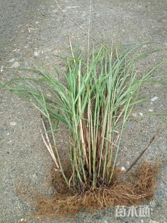 斑茅