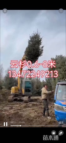 高度80厘米沙棘