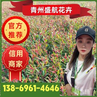 高度20厘米山桃草