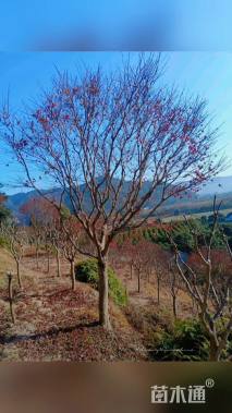 15公分中国红枫