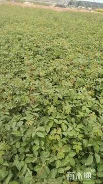 高度40厘米蔷薇