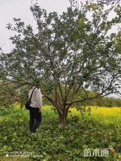 20公分(3杆)丛生香橼