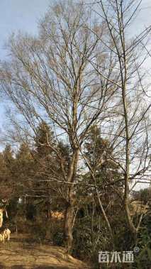 40公分朴树