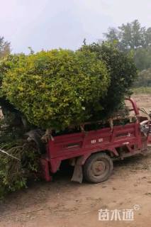 冠幅200厘米金冠女贞球