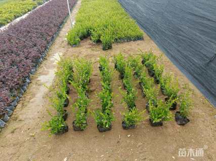 高度20厘米雪茄花