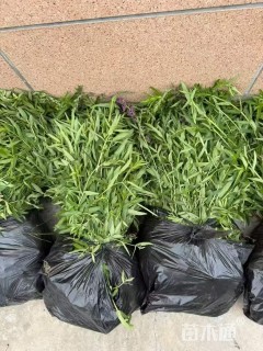 高度60厘米千屈菜