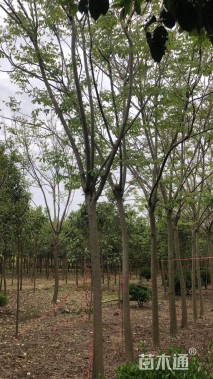 黄山栾树