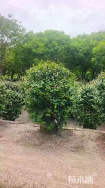 高度100厘米红果仔