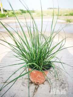 高度30厘米小兔子狼尾草