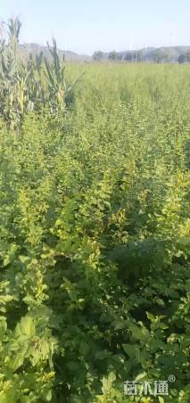 高度60厘米连翘