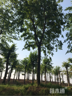 朴树