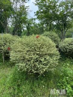 冠幅120厘米银姬小蜡球