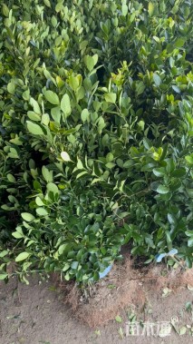 高度50厘米大叶黄杨