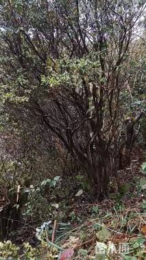 高度240厘米映山红