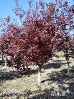 13公分日本红枫