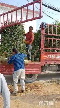 高度200厘米月季