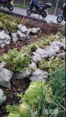 高度45厘米青珊瑚