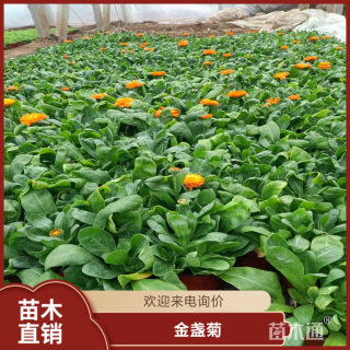 高度40厘米金盏菊