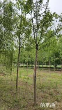 7公分109柳树