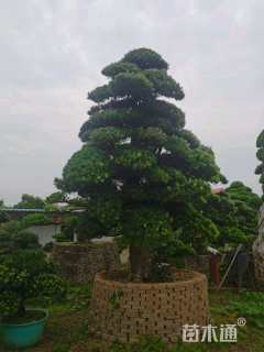 移栽苗造型罗汉松