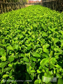 0.5公分川滇桤木