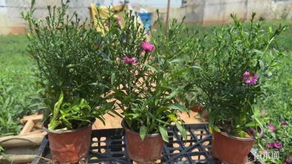 高度20厘米荷兰菊