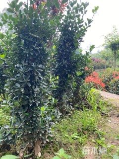 高度80厘米大叶黄杨